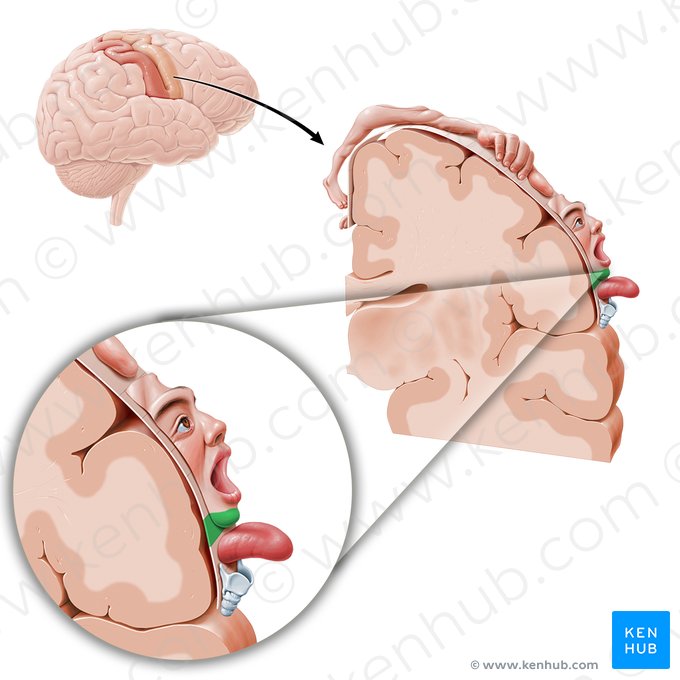 Motor cortex of chin (Cortex motorius regionis mentalis); Image: Paul Kim