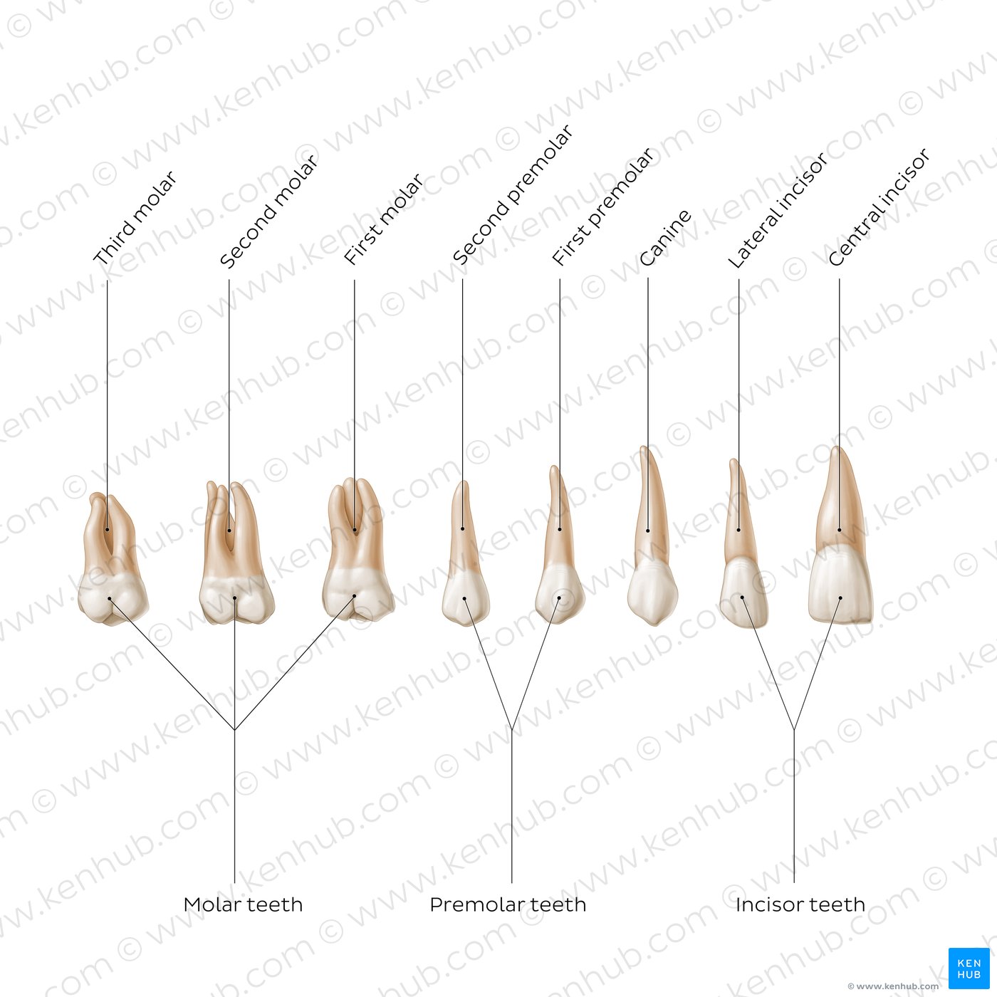 Labeled diagram showing the types of teeth (download free PDF below!)