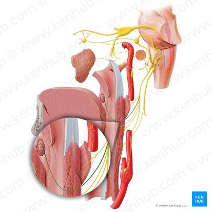 Ramos tonsilares del nervio glosofaríngeo (Rami tonsillares nervi glossopharyngei); Imagen: Paul Kim