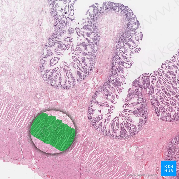 Stratum circulare internus tunicae muscularis (Innere Ringmuskelschicht der Tunica muscularis); Bild: 