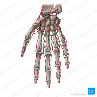 Arco palmar superficial (Arcus palmaris superficialis); Imagem: Yousun Koh