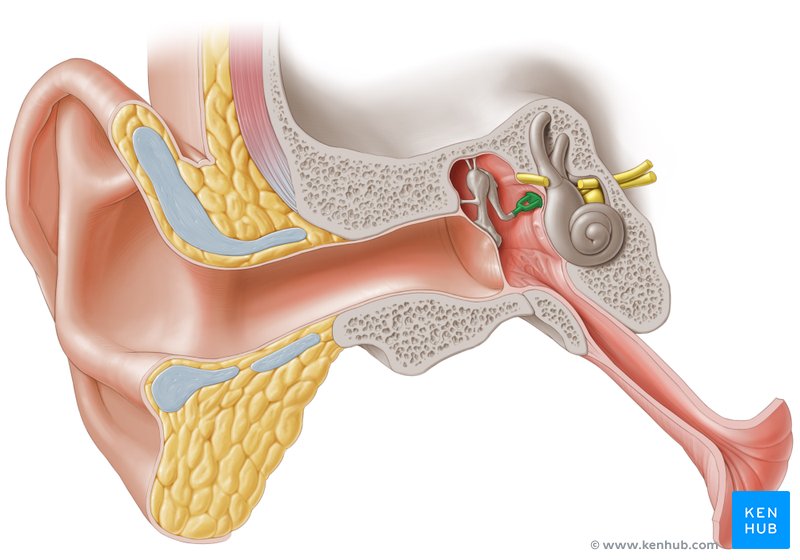 Stapes - ventral view