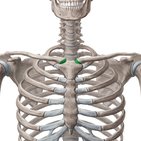 Articulación esternoclavicular 