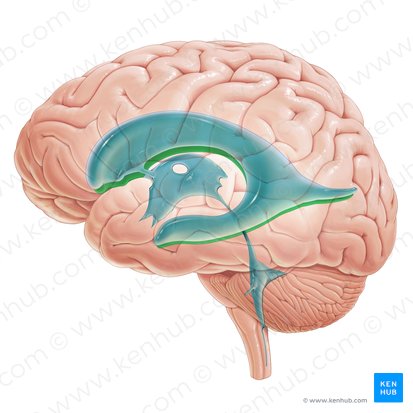 Ventriculus lateralis dexter (Rechter Seitenventrikel); Bild: Paul Kim