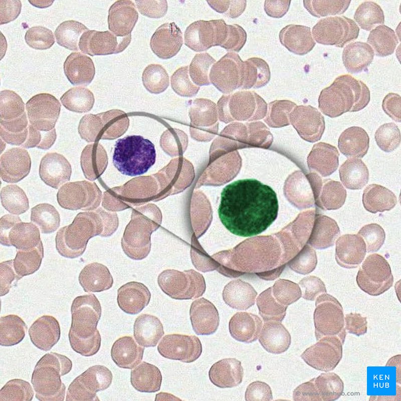 Basophil - histological slide