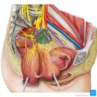 Inferior hypogastric plexus