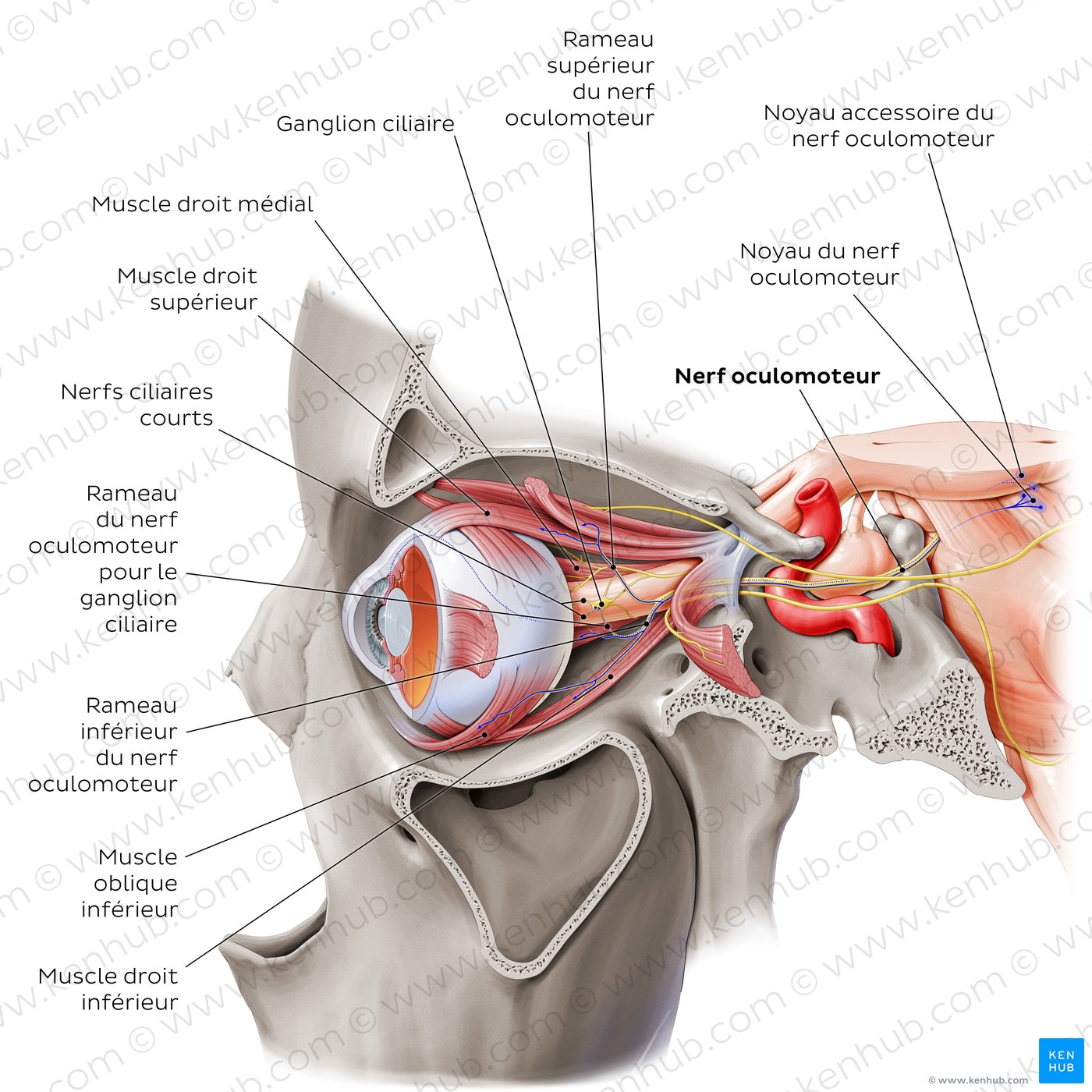 Oculomotor, abducens, and trochlear nerves (lateral-left view)