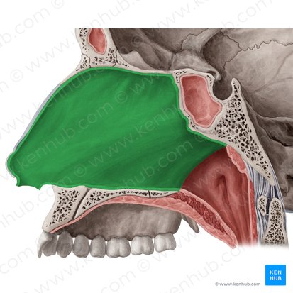 Tabique nasal (Septum nasi); Imagen: Yousun Koh