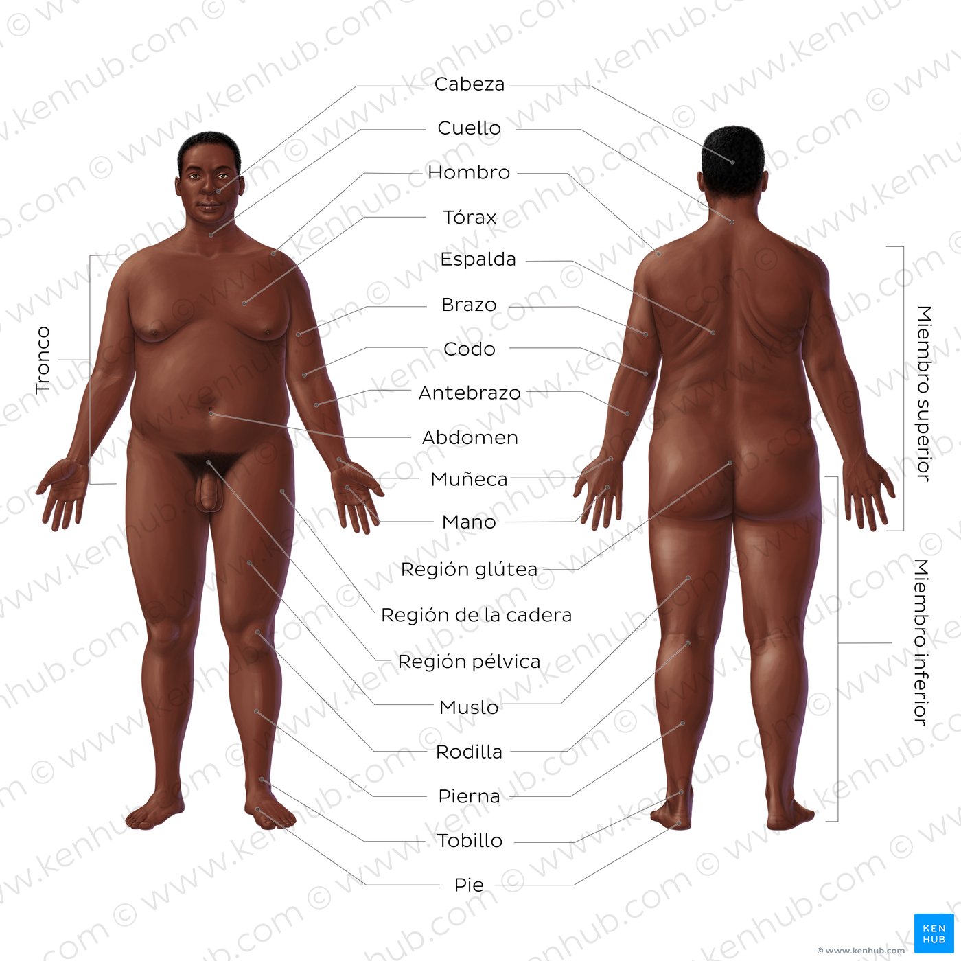 Estudia las regiones principales del cuerpo con este útil diagrama etiquetado