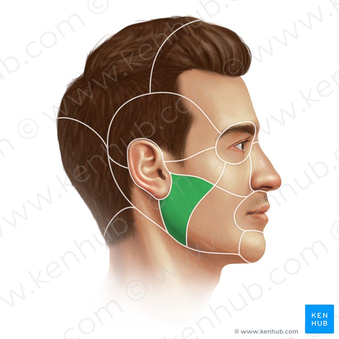 Parotideomasseteric region (Regio parotideomasseterica); Image: Paul Kim