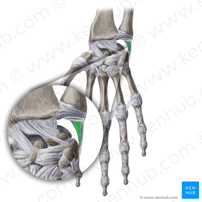 Menisco homólogo (Meniscus ulnocarpalis); Imagen: Yousun Koh