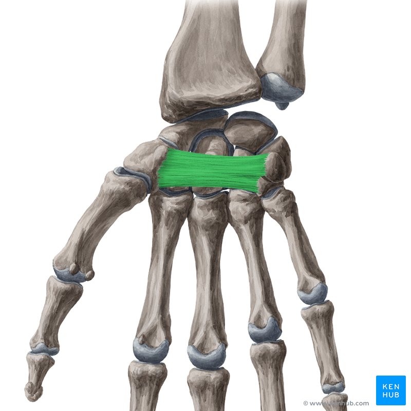 Anatomy of grip: How we hold different objects?