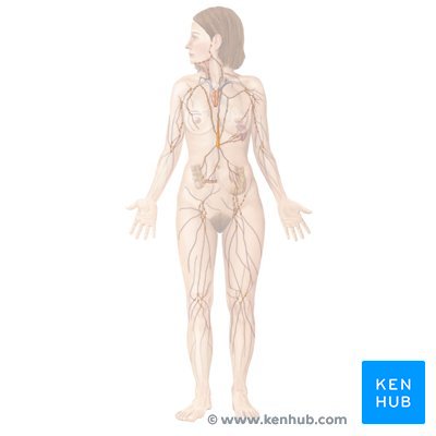 Lymphoid system (anterior view)