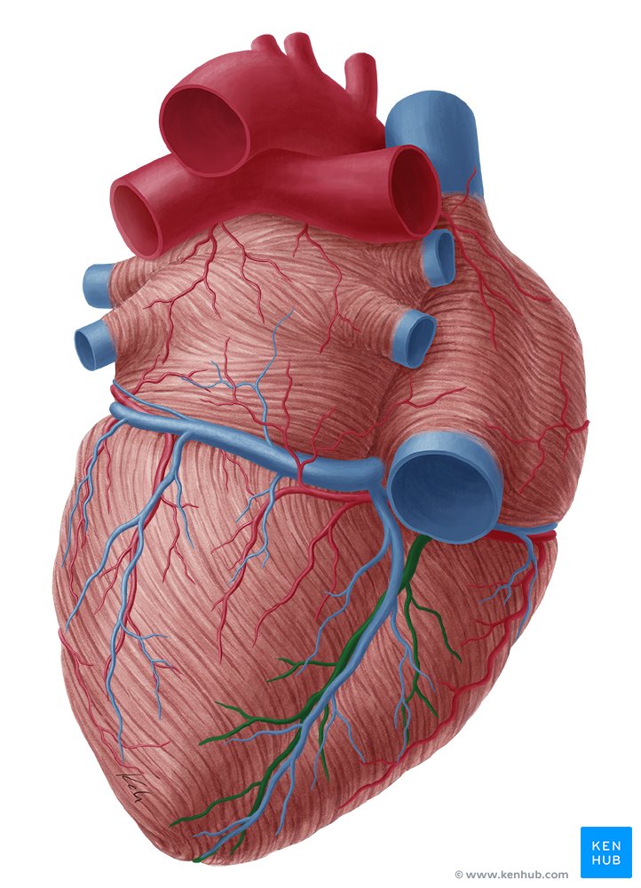 Posterior interventricular artery (Arteria interventricularis posterior)