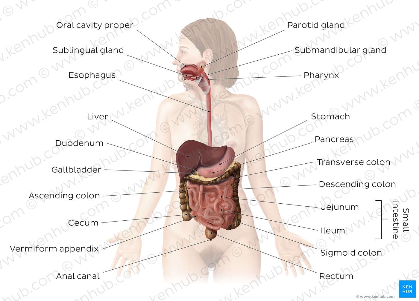 List Of Human Organs | Kenhub