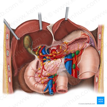 Superior mesenteric lymph nodes (Nodi lymphoidei mesenterici superiores); Image: Esther Gollan