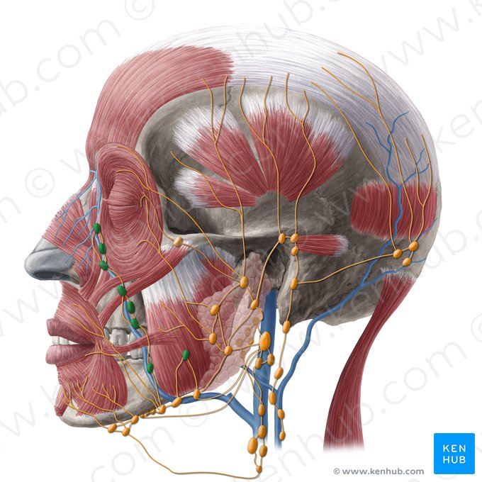 Nodi lymphoidei faciales (Gesichtslymphknoten); Bild: Yousun Koh