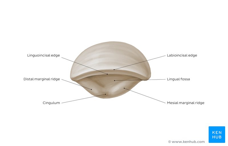 Incisial view of a maxillary central incisor: diagram