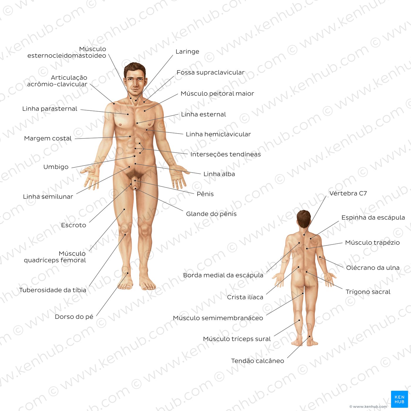 Anatomia de superfície masculina - vistas anterior e posterior