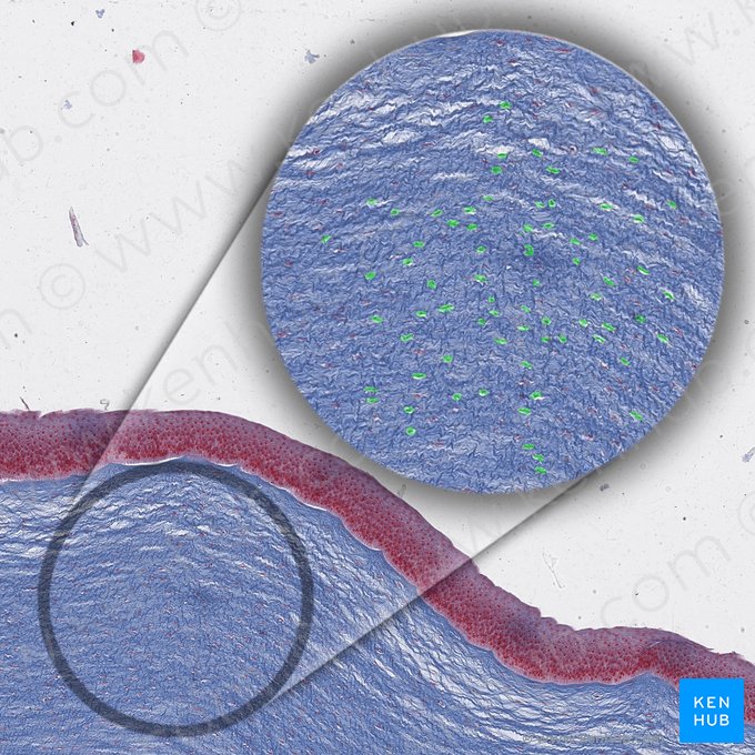 Noyau du kératinocyte; Image : 