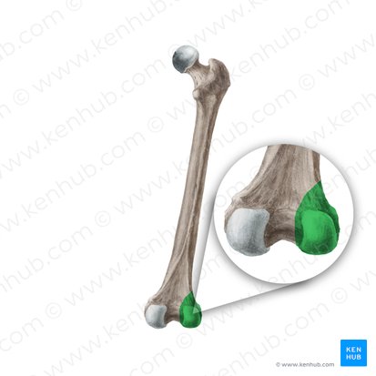 Côndilo lateral do fêmur (Condylus lateralis ossis femoris); Imagem: Liene Znotina