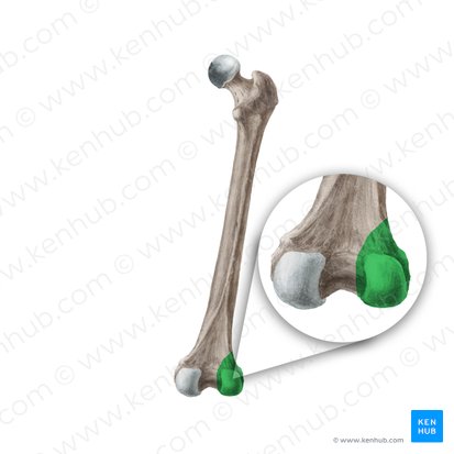 Lateral condyle of femur (Condylus lateralis ossis femoris); Image: Liene Znotina