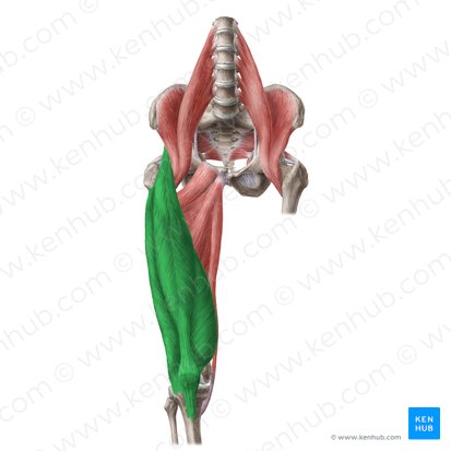 Musculus quadriceps femoris (Vierköpfiger Oberschenkelmuskel); Bild: Liene Znotina