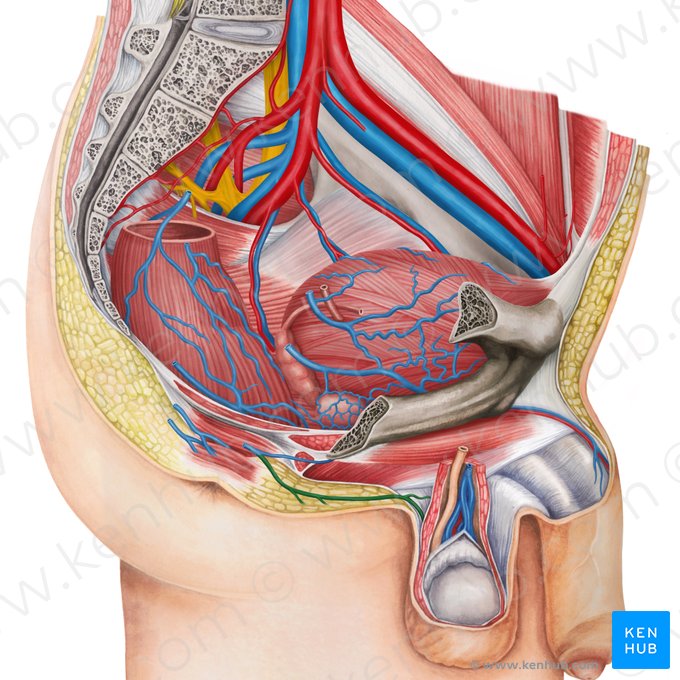 Posterior scrotal vein (Vena scrotalis posterior); Image: Irina Münstermann