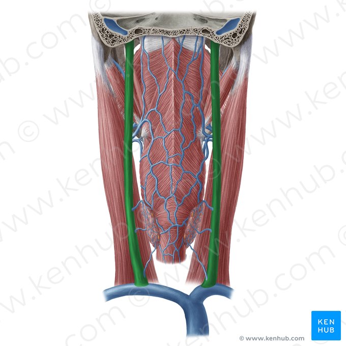 Veia jugular interna (Vena jugularis interna); Imagem: Yousun Koh
