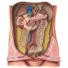 Retroperitoneum