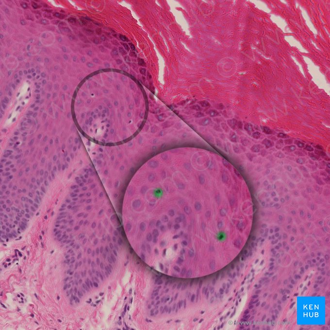 Células de Langerhans (Cellula Langerhans); Imagen: 