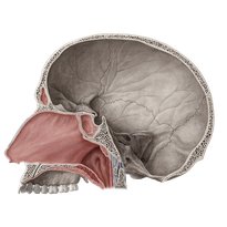 Nasal region