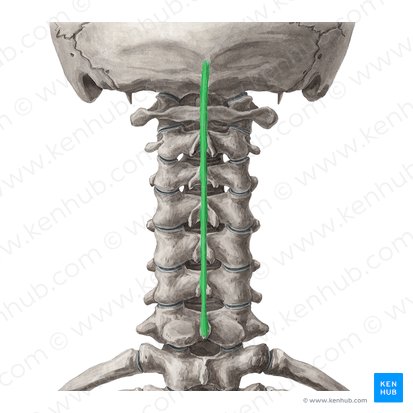 Ligamento nucal (Ligamentum nuchae); Imagem: Yousun Koh