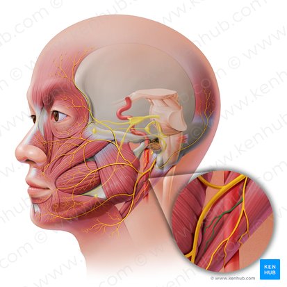 Ramo estilo-hióideo do nervo facial (Ramus stylohyoideus nervi facialis); Imagem: Paul Kim