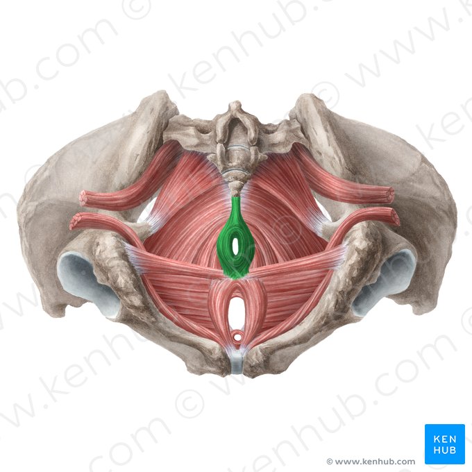 Músculo esfíncter externo do ânus (Musculus sphincter externus ani); Imagem: Liene Znotina