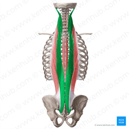 Longissimus muscle (Musculus longissimus); Image: Yousun Koh
