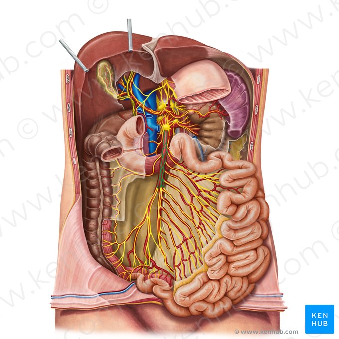 Plexo mesentérico superior (Plexus mesentericus superior); Imagem: Irina Münstermann