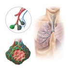 Histologie:  Respiratorisches System