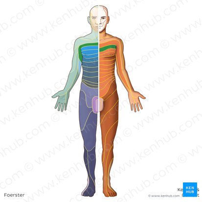 Dermatome T2 (Dermatoma T2); Image : Irina Münstermann