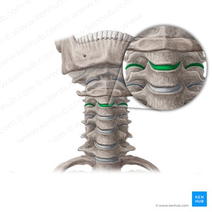 Articulationes intervertebrales (Zwischenwirbelgelenke); Bild: Yousun Koh