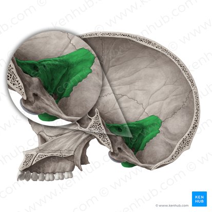 Petrous part of temporal bone (Pars petrosa ossis temporalis); Image: Yousun Koh