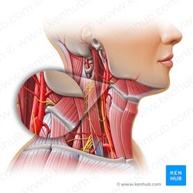 Lingual artery (Arteria lingualis); Image: Paul Kim