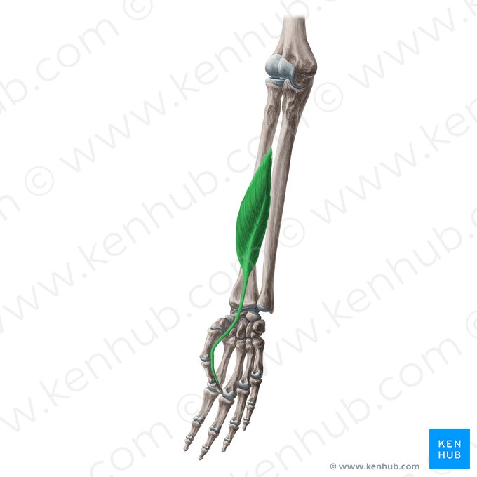 Musculus flexor pollicis longus (Langer Daumenbeuger); Bild: Yousun Koh