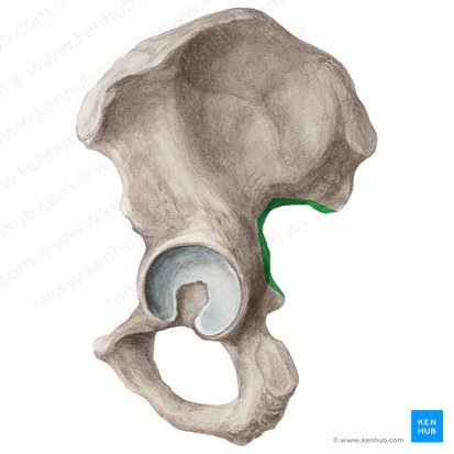 Incisura ischiadica major ossis coxae (Großer Einschnitt des Hüftbeins); Bild: Liene Znotina