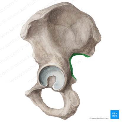 Greater sciatic notch of hip bone (Incisura ischiadica major ossis coxae); Image: Liene Znotina
