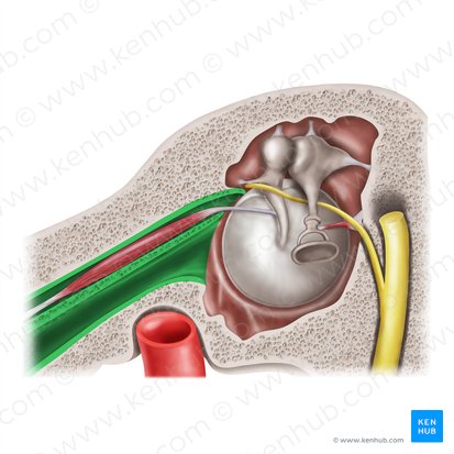 Musculotubal canal (Canalis musculotubarius); Image: Mao Miyamoto
