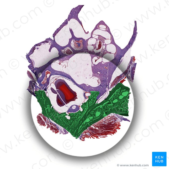 Mastoid cells (Cellulae mastoideae); Image: 