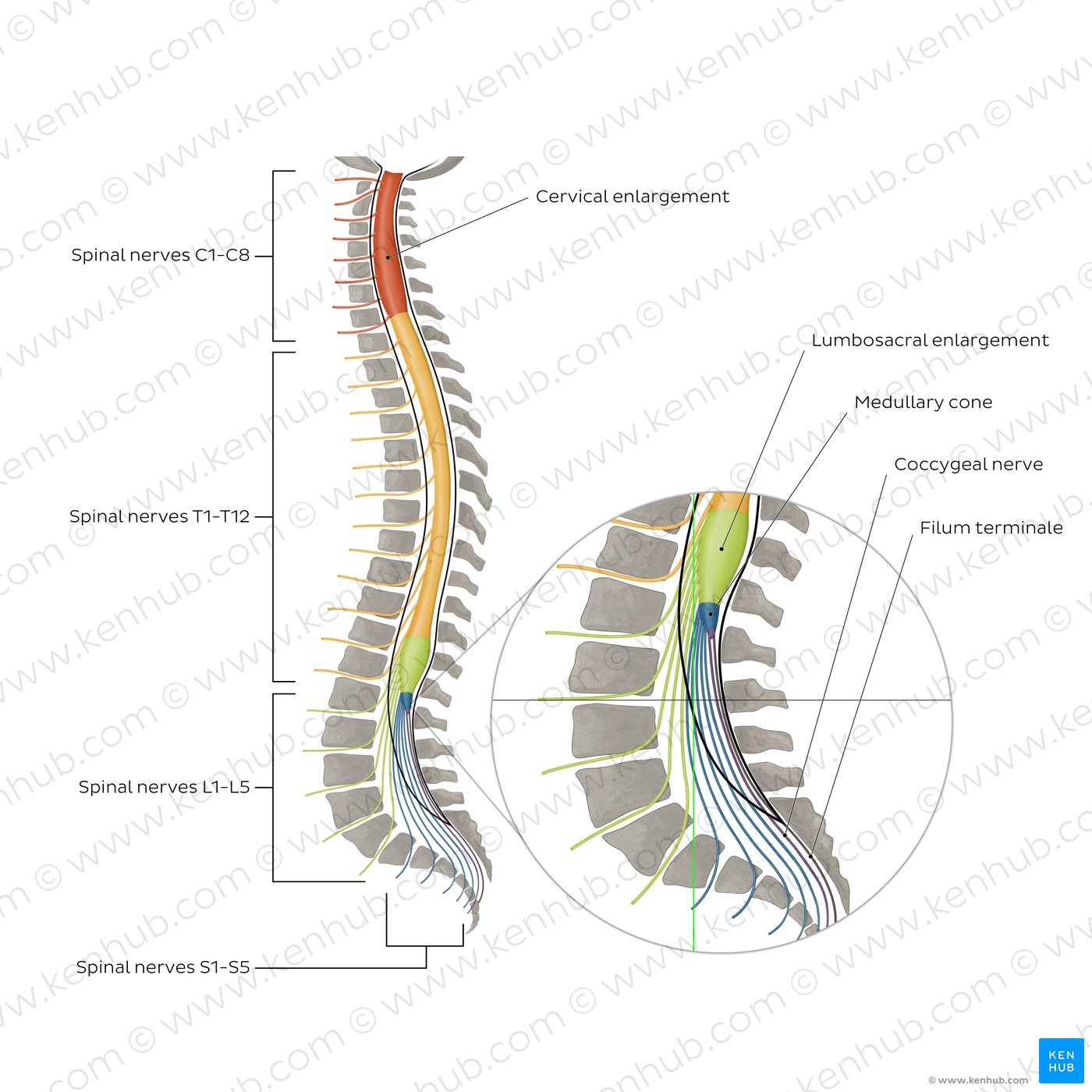 presentation of the cord definition