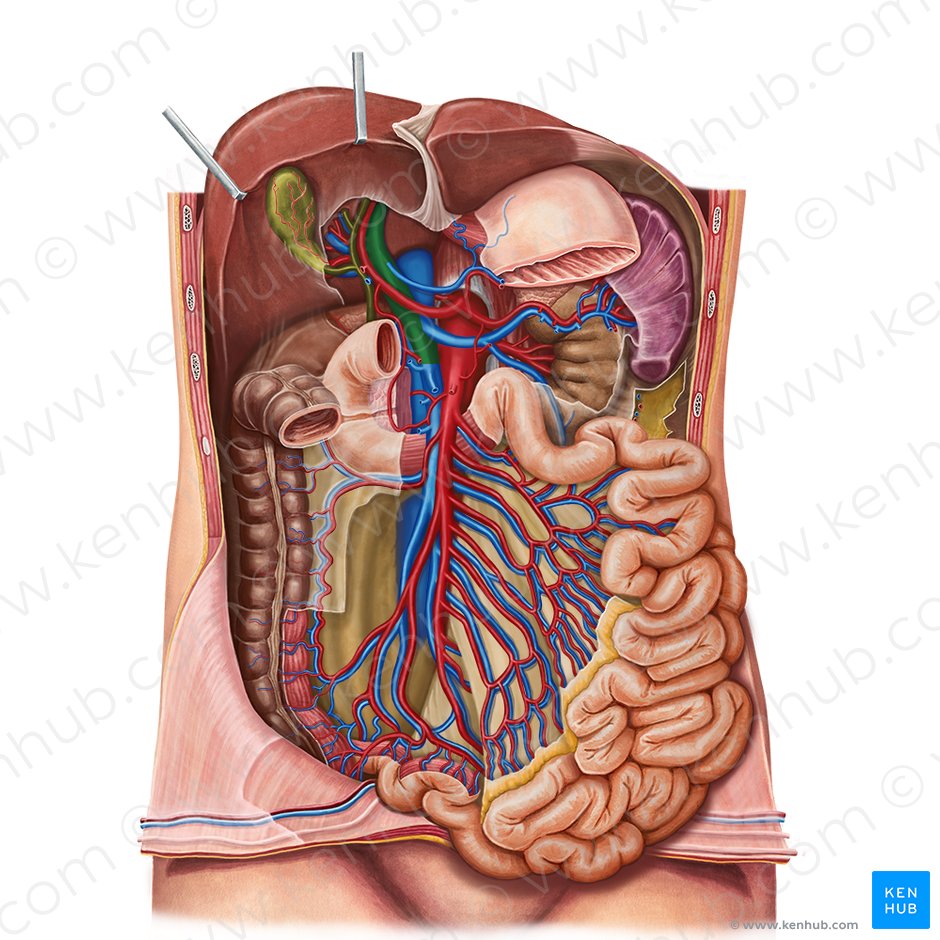Hepatic portal vein: Anatomy, function, clinical points | Kenhub