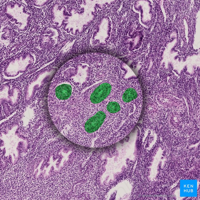 Spiral arteries of uterus (Arteria spirales uteri); Image: 